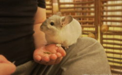 チンチラのティモにペレットを与えている様子