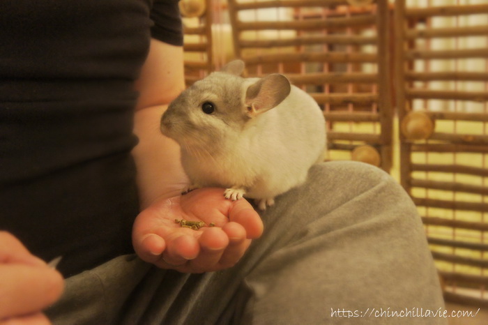 チンチラのティモにペレットを与えている様子