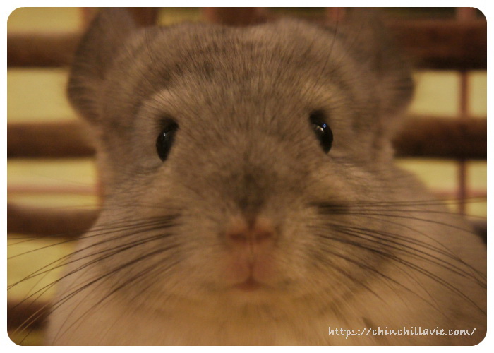 生後７ヶ月のチンチラのティモ