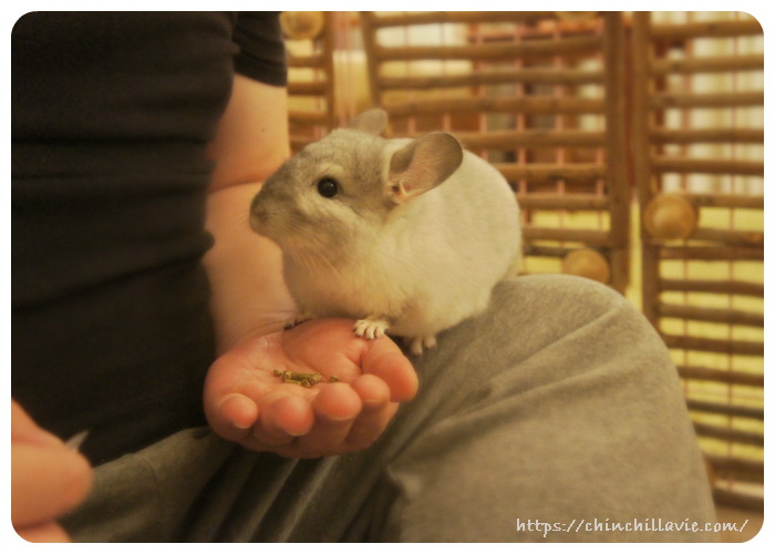 手でペレットを食べるチンチラのティモ