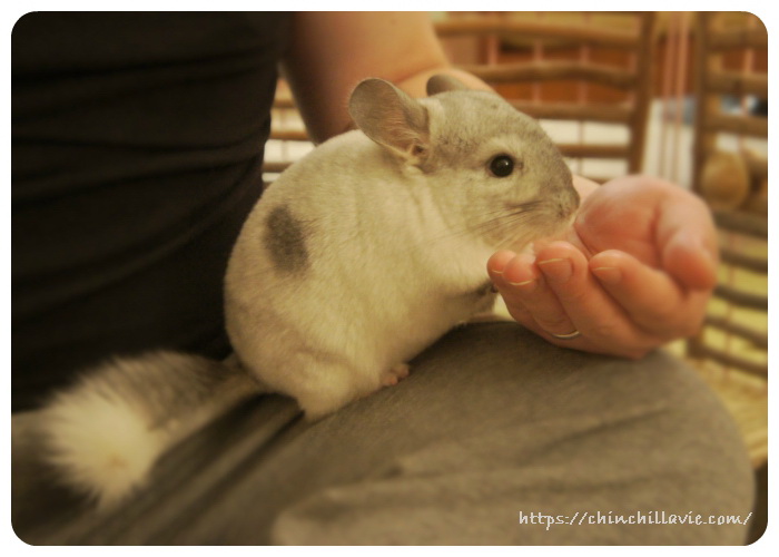 手でペレットを食べるチンチラのティモ