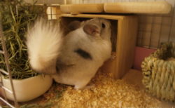 よくおトイレをする場所を中心に床板の上にもウッドチップを敷き始めました