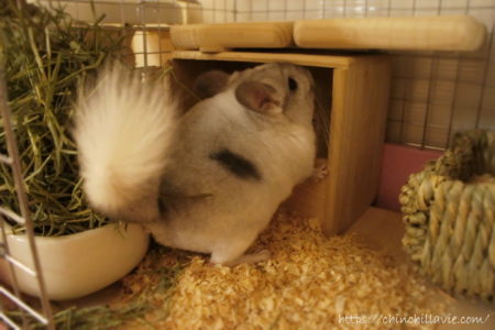 よくおトイレをする場所を中心に床板の上にもウッドチップを敷き始めました