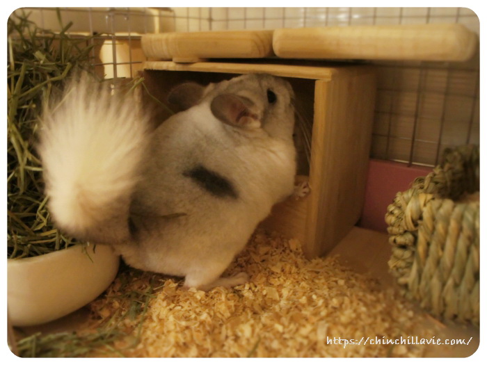 おトイレ中のチンチラのティモ