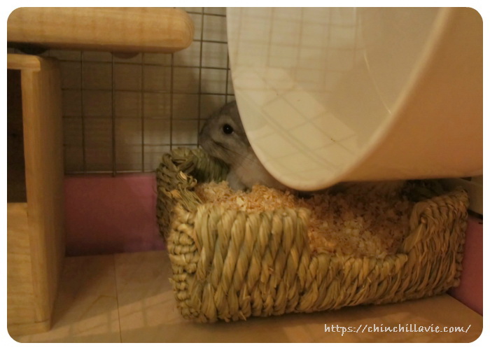 チンチラのティモのケージ１Ｆに用意したおトイレ