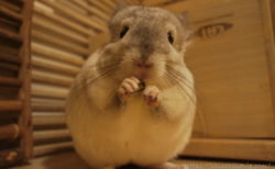 ティモに与えるペレットに「イースター チンチラセレクションプロ グルテンフリー」を加え始めました