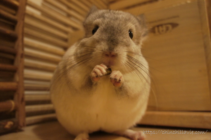 ティモに与えるペレットに「イースター チンチラセレクションプロ グルテンフリー」を加え始めました