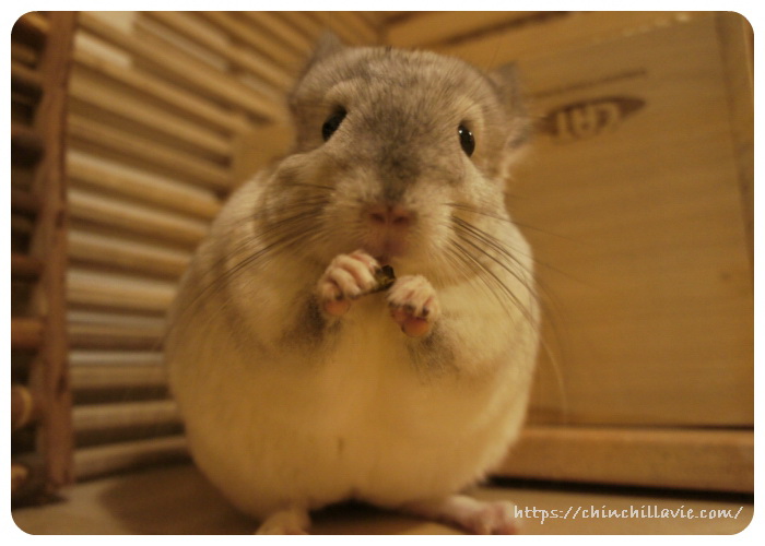 新しく加え始めた「イースター チンチラセレクション グルテンフリー」を食べるチンチラのティモ