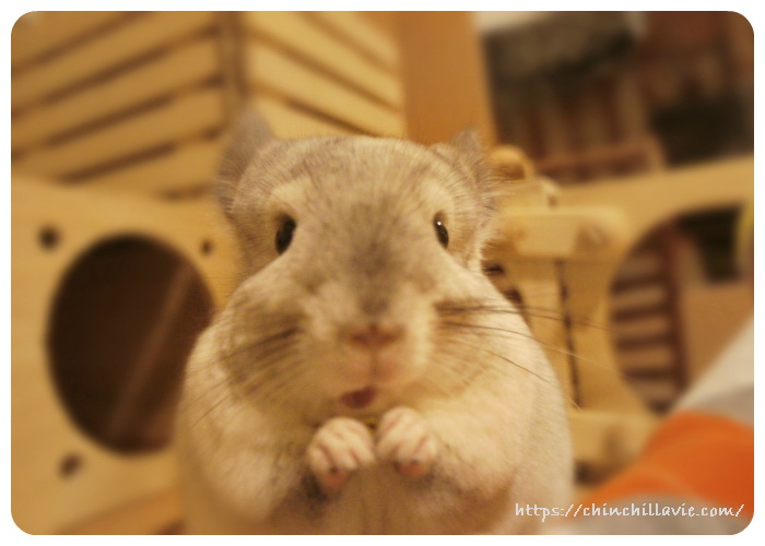 与える時間を工夫して、お気に入りではないペレットも食べてもらうようにしています