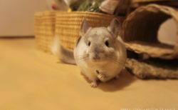 ティモがペレットを食べている最中に吐くようなしぐさをしました！