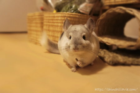 ティモがペレットを食べている最中に吐くようなしぐさをしました！