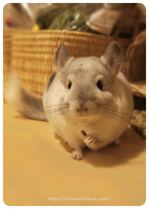 「Maruzi プレミアムチンチラフード」を問題なく食べている時のティモの様子