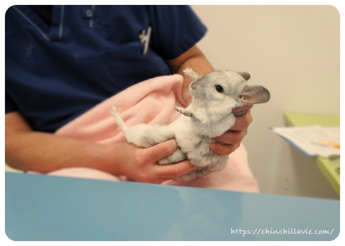 うさぎと鳥・小動物の専門病院バニーグラスさんで診察を受けるチンチラのティモ