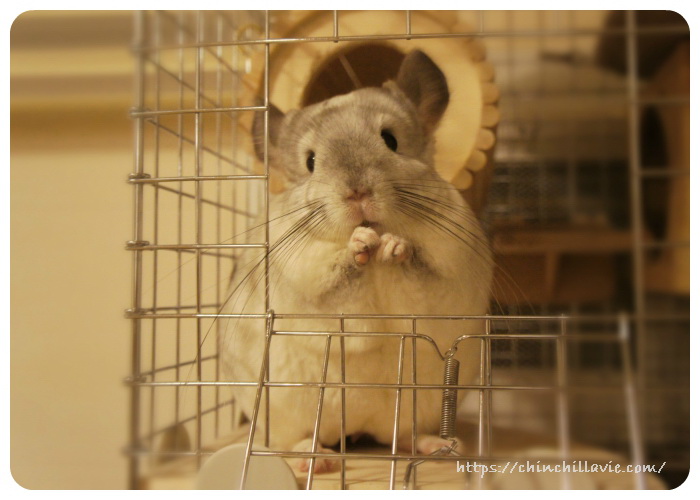 チンチラケージの小窓から顔を覗かせてペレットを食べるティモ