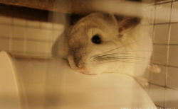 同じ広葉樹のウッドチップなのに？新しく床敷材を試してみたらティモがくしゃみを連発しました！