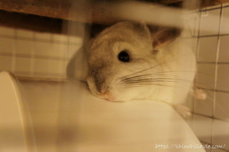 同じ広葉樹のウッドチップなのに？新しく床敷材を試してみたらティモがくしゃみを連発しました！