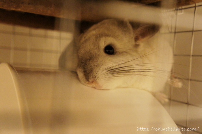 同じ広葉樹のウッドチップなのに？新しく床敷材を試してみたらティモがくしゃみを連発しました！