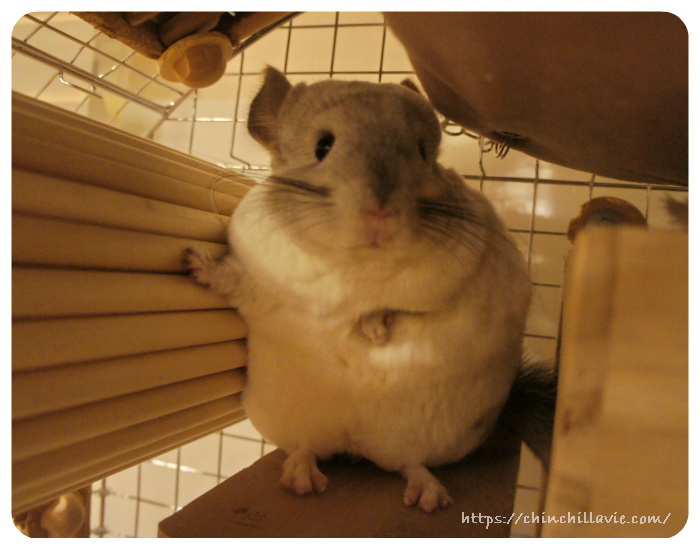 チンチラのティモ　チンチラケージ内のステージにて