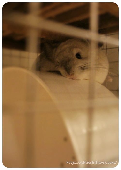 新しいウッドチップに交換したら、呼吸の度に「ピーピー」とかすかな音が聞こえるようになってしまったチンチラのティモ