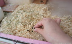 チンチラ「ティモ」のうんち量の記録のまとめ