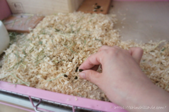 チンチラ「ティモ」のうんち量の記録のまとめ