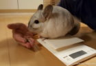 チンチラのティモの体重測定