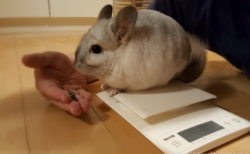 チンチラのティモの体重測定