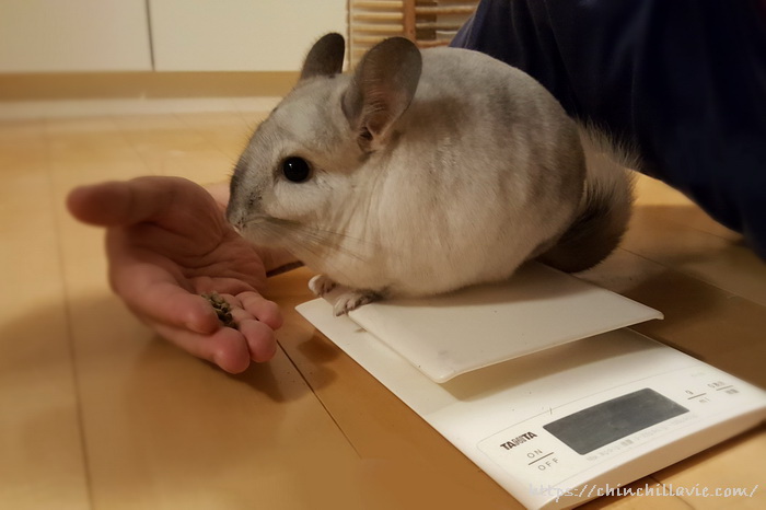 チンチラのティモの体重測定
