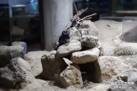 足立区生物園のチンチラ