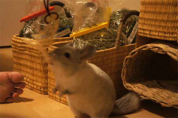 チンチラのティモとへちまを使ったチンチラあそび 一生懸命両手でとろうとするチンチラのティモ へちまはうさぎ星さんで買ったもの