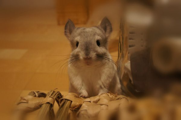 チンチラのティモ　お迎えしてまもなく１年　へやんぽ大好き