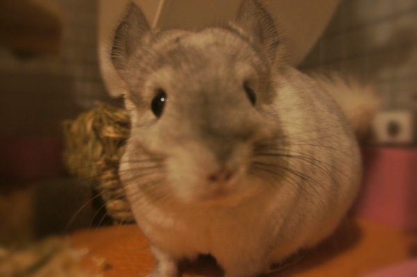 チンチラのティモ　今日もいたずらっ子