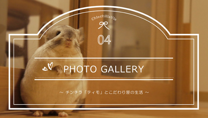 Chinchilla Vie  ～チンチラ「ティモ」とこだわり屋の生活～