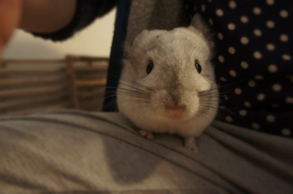 チンチラのティモと過ごすときは一年中真冬仕様のパーカーを愛用しています