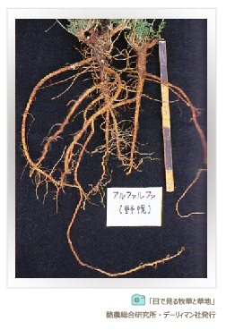 マメ科牧草の代表格アルファルファの根 深い根張り