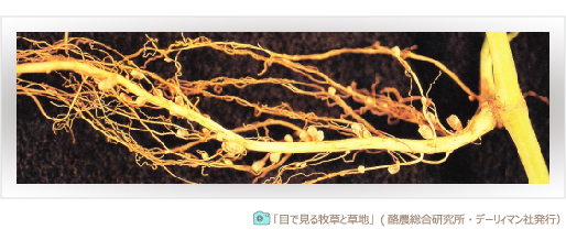 マメ科牧草の根粒菌 共生関係