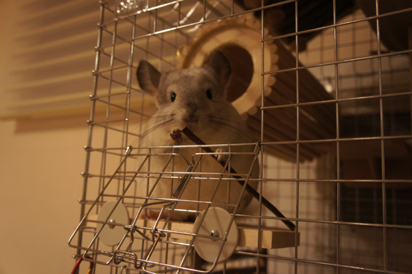 チンチラのティモ お気に入りのカワイ りんごバー