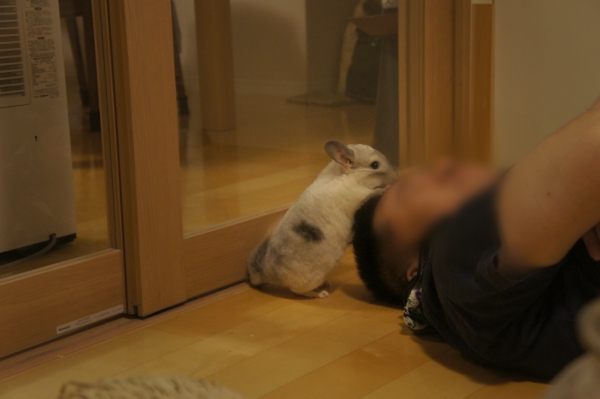 チンチラのティモのへやんぽの様子 寝ている夫のおでこや髪の毛を甘噛みしてちょっかい