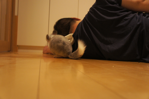 チンチラのティモのへやんぽの様子 横たわる夫に背中をむけられて背後からいたずらに入る様子