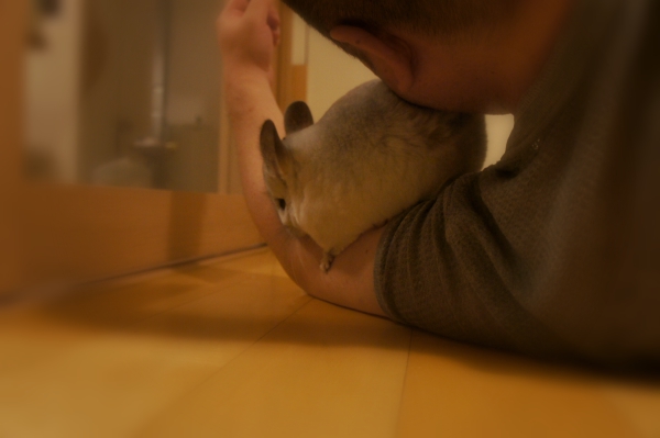 チンチラのティモの行動 腕を引っ張って一生懸命よじ登ろうとする様子 求愛活動なのかな