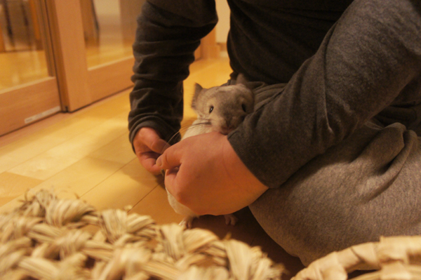 チンチラのティモのへやんぽの様子 夫の手をかんで手の甲をむけてほしいとアピールしている様子