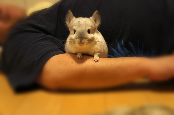チンチラのティモのへやんぽの様子 夫の腕の間に入り込んで得意顔