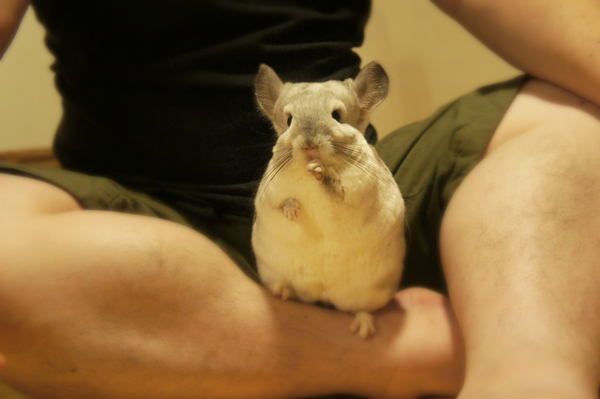 チンチラのティモ 夫の足の上でペレットを食べる