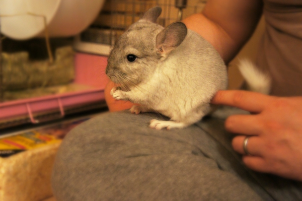 お迎えして2日後のチンチラのティモ そっと触る夫