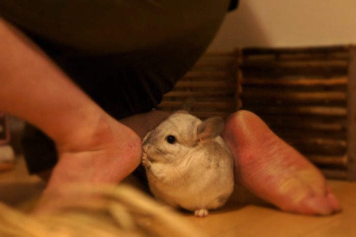 ンチラ「ティモ」と夫の愉快な関係　へやんぽ中に夫のかかとを齧る愛らしいティモの様子