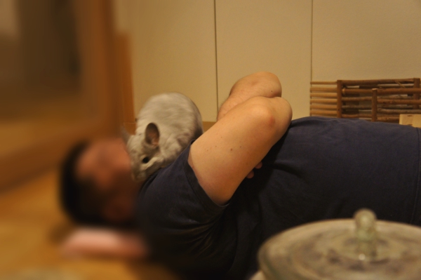 チンチラのティモとのへやんぽ時間 横たわる夫の顔の上を平気で横断する様子