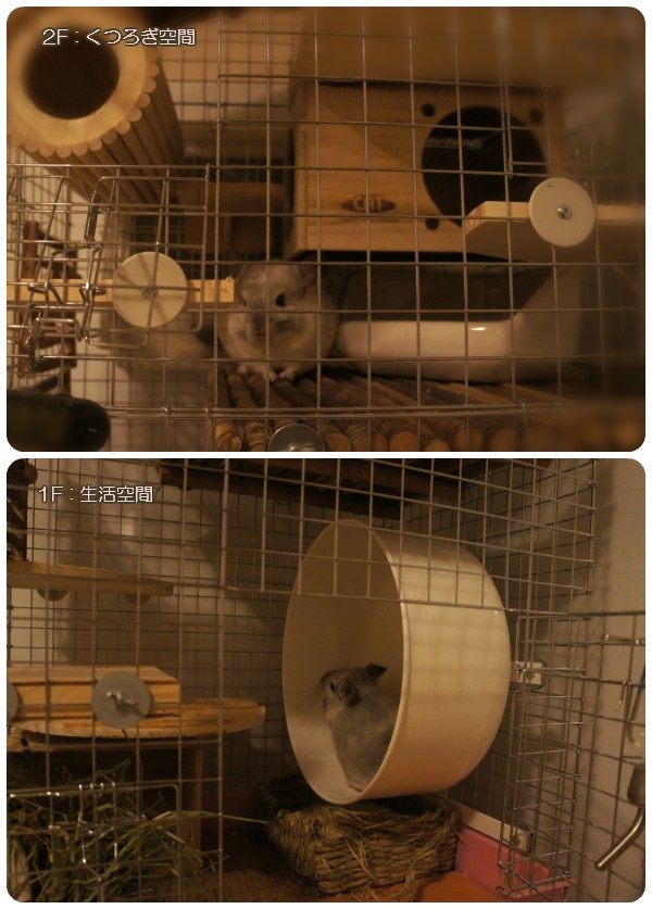 チンチラのティモのケージレイアウト　１Ｆは生活空間、２Ｆはくつろぎ空間