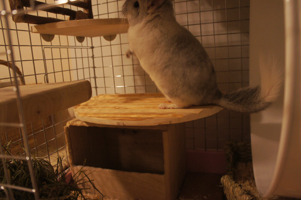 チンチラのティモのケージレイアウト　１Ｆから２Ｆまでの動線　ステージを配置