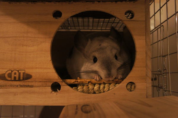 チンチラのティモに選んだ巣箱・ハウス　遊び用　川井 フルハウス