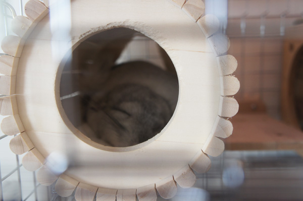 チンチラのティモに選んだ巣箱・ハウス　睡眠用　ＳＢＳコーポレーション　オリジナル 円筒巣箱